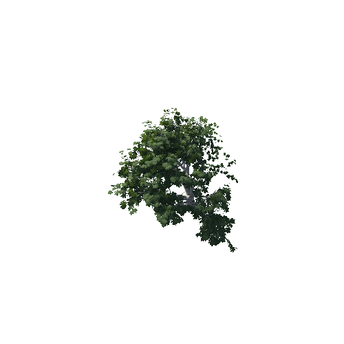 Nyala tree 2